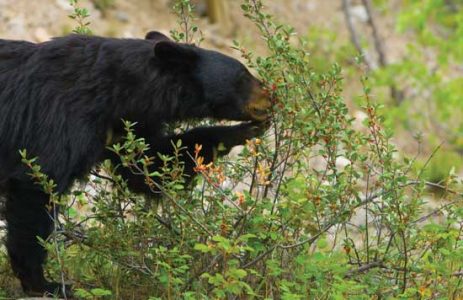 Bear-Proof Your Homestead Image